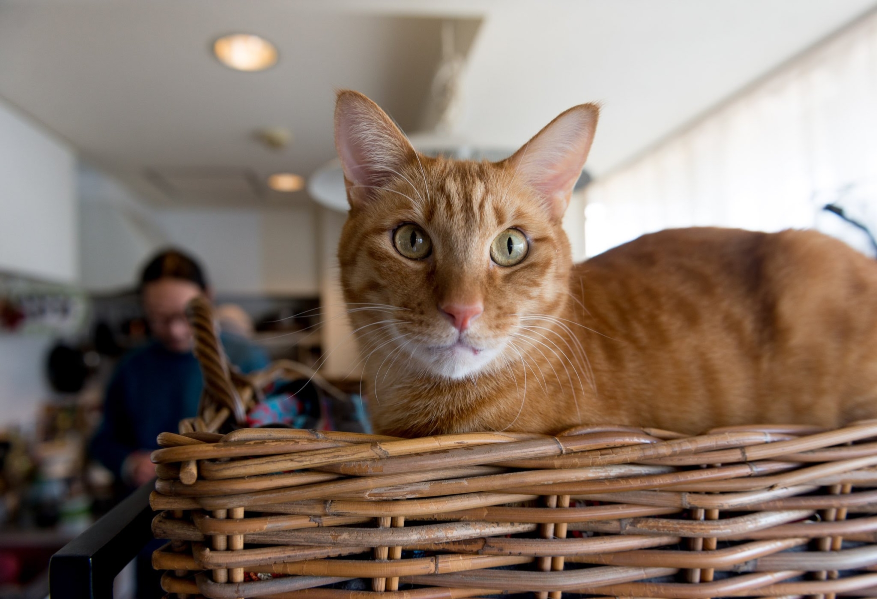 Ken Serizawa's Photo with Torahiko